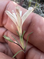 Linanthus dichotomus, photograph (c) Steve Matson, some rights reserved (CC BY)