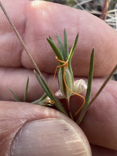 Linanthus dichotomus, photograph 4