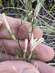 Linanthus dichotomus, photograph (c) Steve Matson, some rights reserved (CC BY)