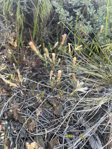 Linanthus dichotomus, photograph 6
