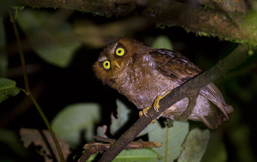 Flores Scops Owl (Otus alfredi), photo 3