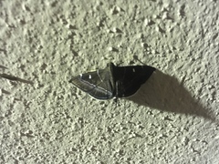 Lamprosema