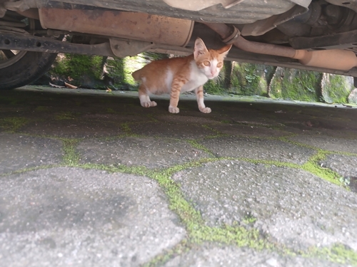 Felis catus