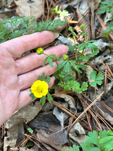 Ranunculus franchetii