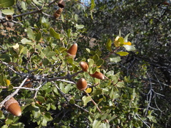 Quercus wislizeni frutescens