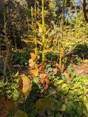 Cardiocrinum giganteum