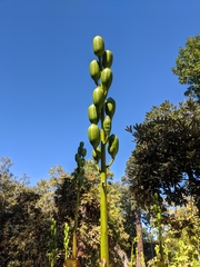 Cardiocrinum giganteum