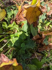 Cardiocrinum giganteum