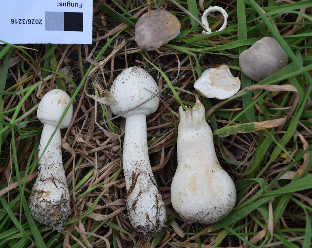 Leucocoprinus leucothites · April 2026 · photo: © davidwhyte (iNaturalist, cc-by-sa)