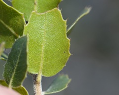Quercus wislizeni frutescens