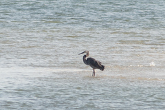 Ardea sumatrana