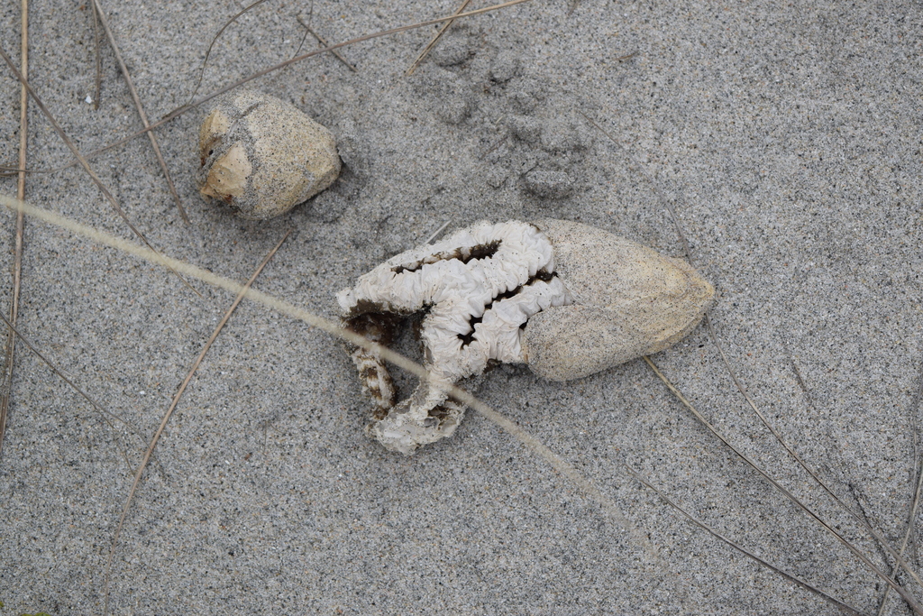 Ileodictyon cibarium · April 2026 · photo: © davidwhyte (iNaturalist, cc-by-sa)