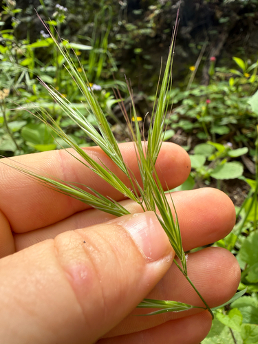 Bromus madritensis observed 2026-03-01