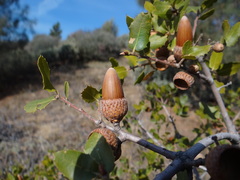 Quercus wislizeni frutescens