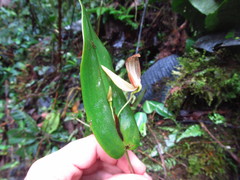 Pleurothallis ruberrima