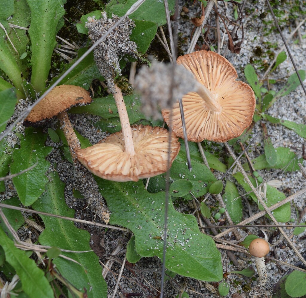 Marasmius oreades · April 2026 · photo: © davidwhyte (iNaturalist, cc-by-sa)