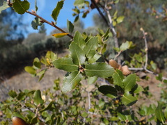 Quercus wislizeni frutescens