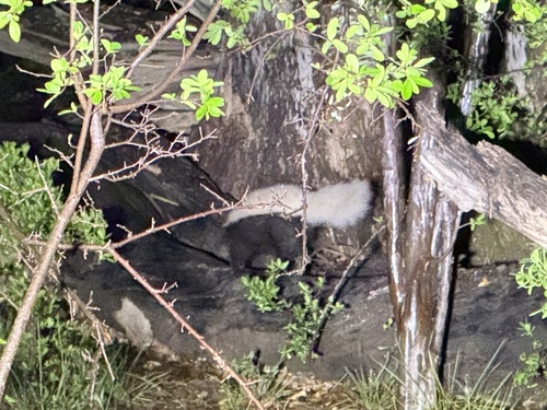 American Hog-nosed Skunk observed by jules_leclair