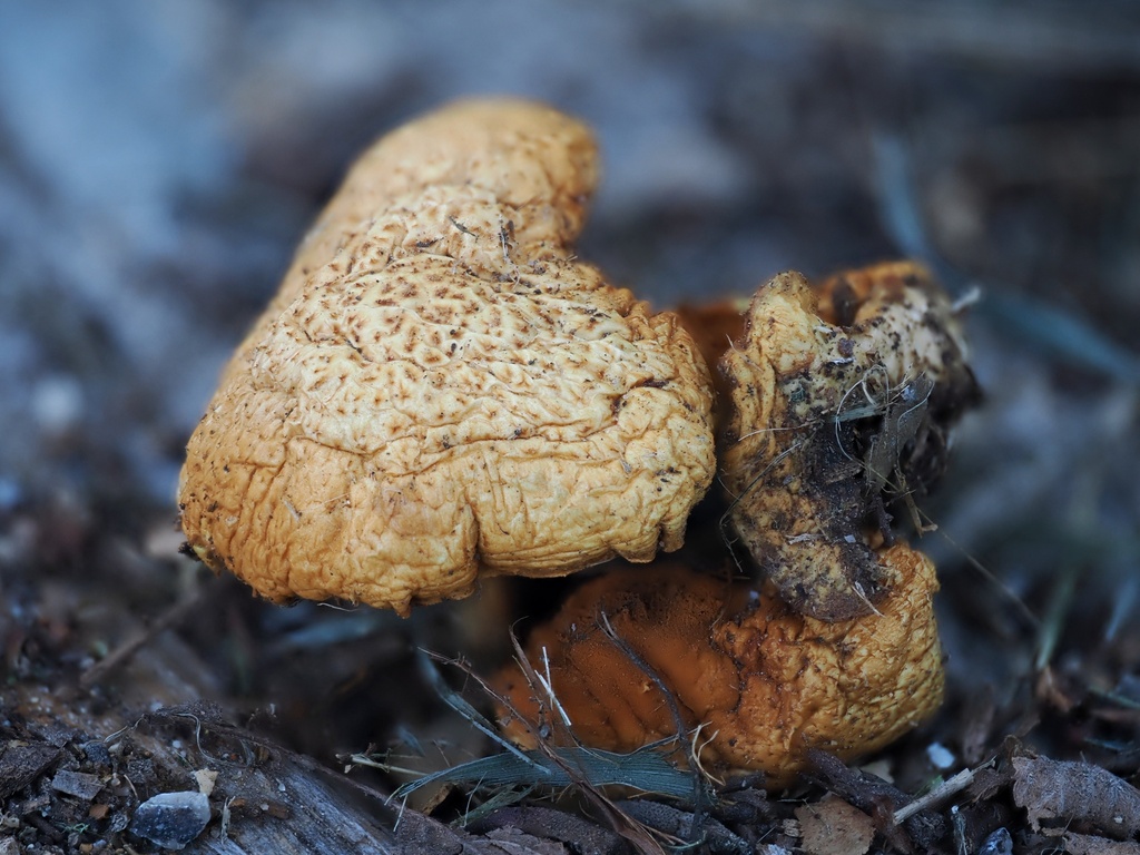 Gymnopilus palmicola · April 2026 · photo: © alan_rockefeller (iNaturalist, cc-by-sa)