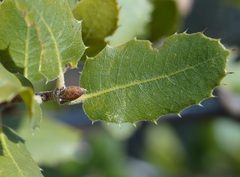Quercus wislizeni frutescens