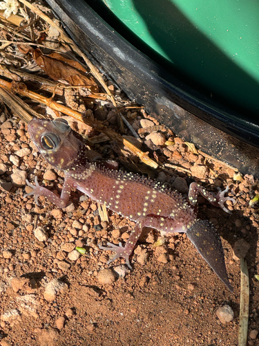 Thick-tailed Barking Gecko