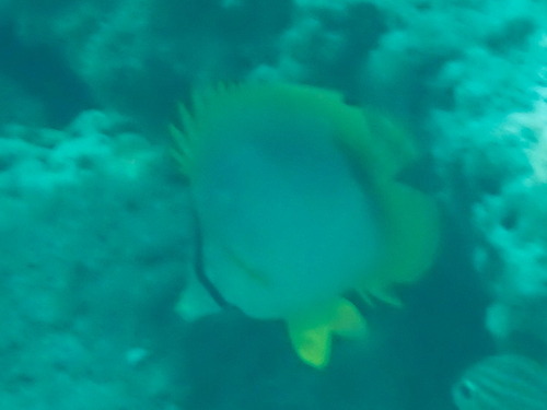 Chaetodon ocellatus