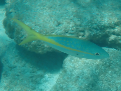 Ocyurus chrysurus