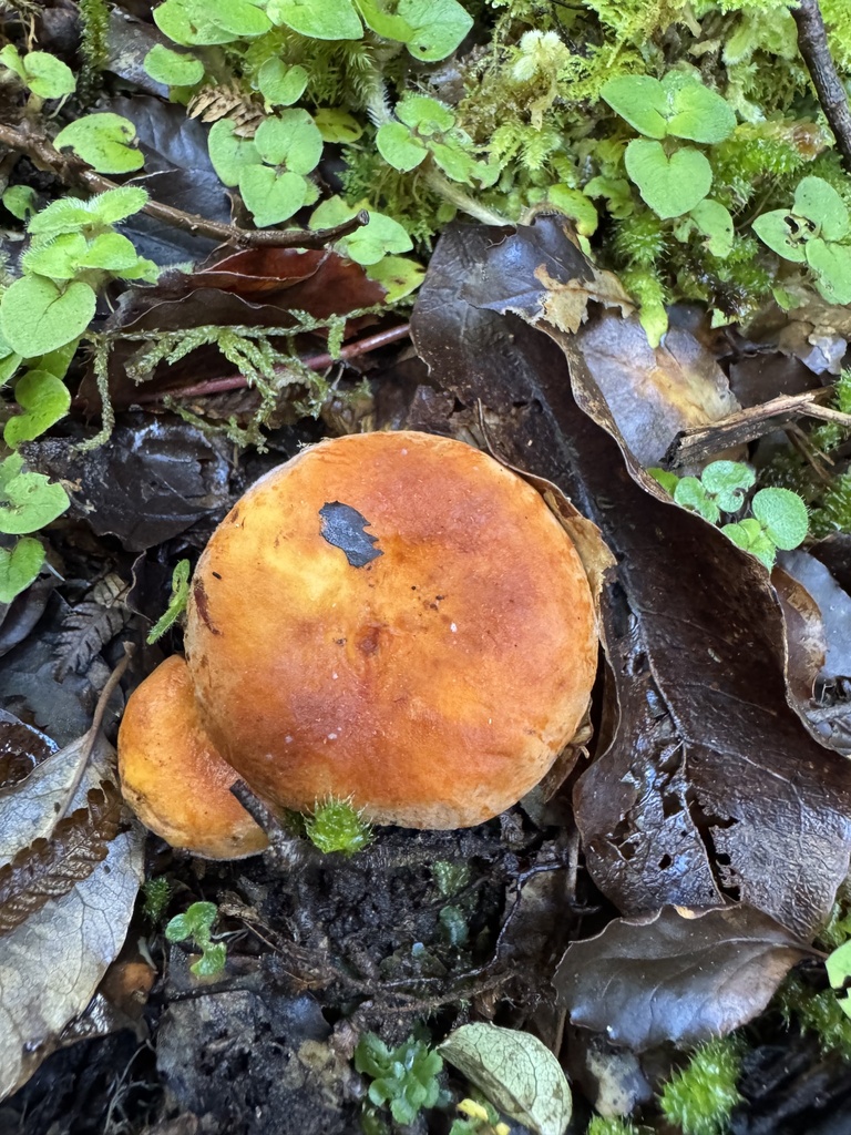 Lactifluus aurantioruber · April 2026 · photo: © duaneg (iNaturalist, cc-by)