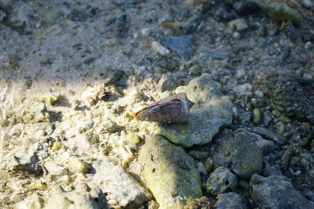 Red Mouthed Stromb