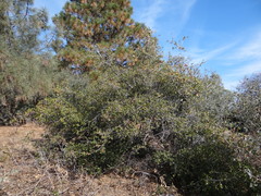 Quercus wislizeni frutescens