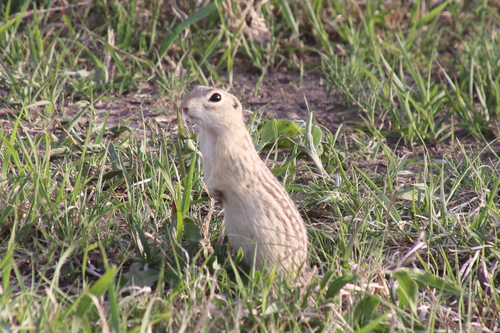 Thirteen-lined Ground Squirrel
