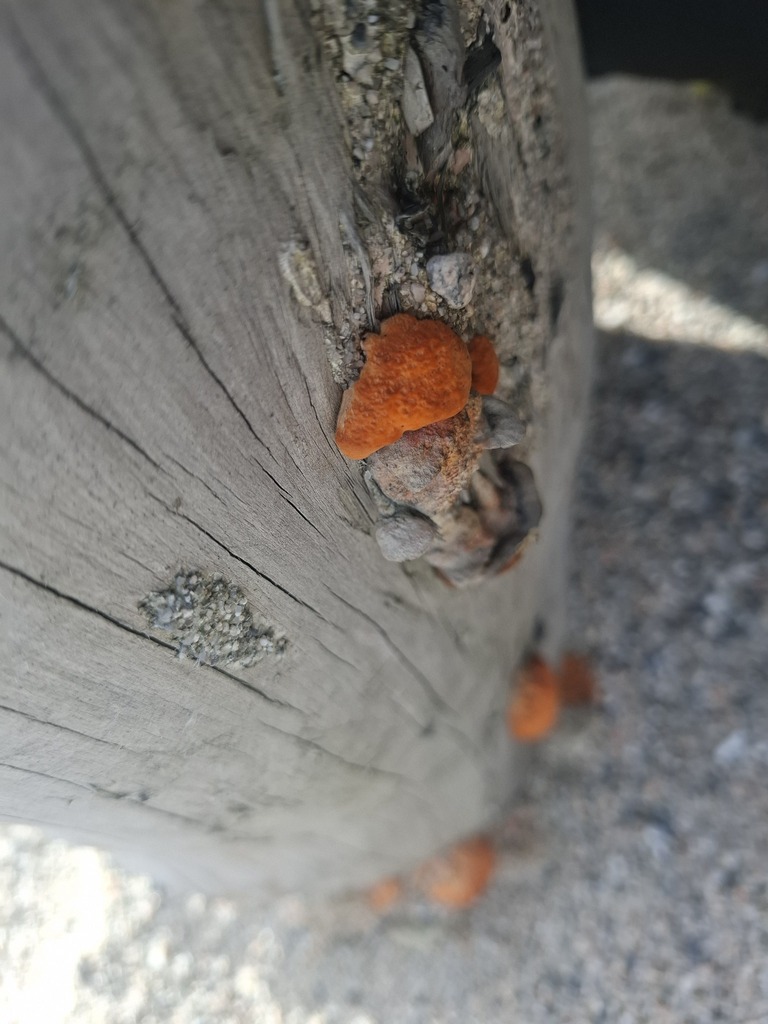 Trametes coccinea · April 2026 · photo: © armillariabianca (iNaturalist, cc0)