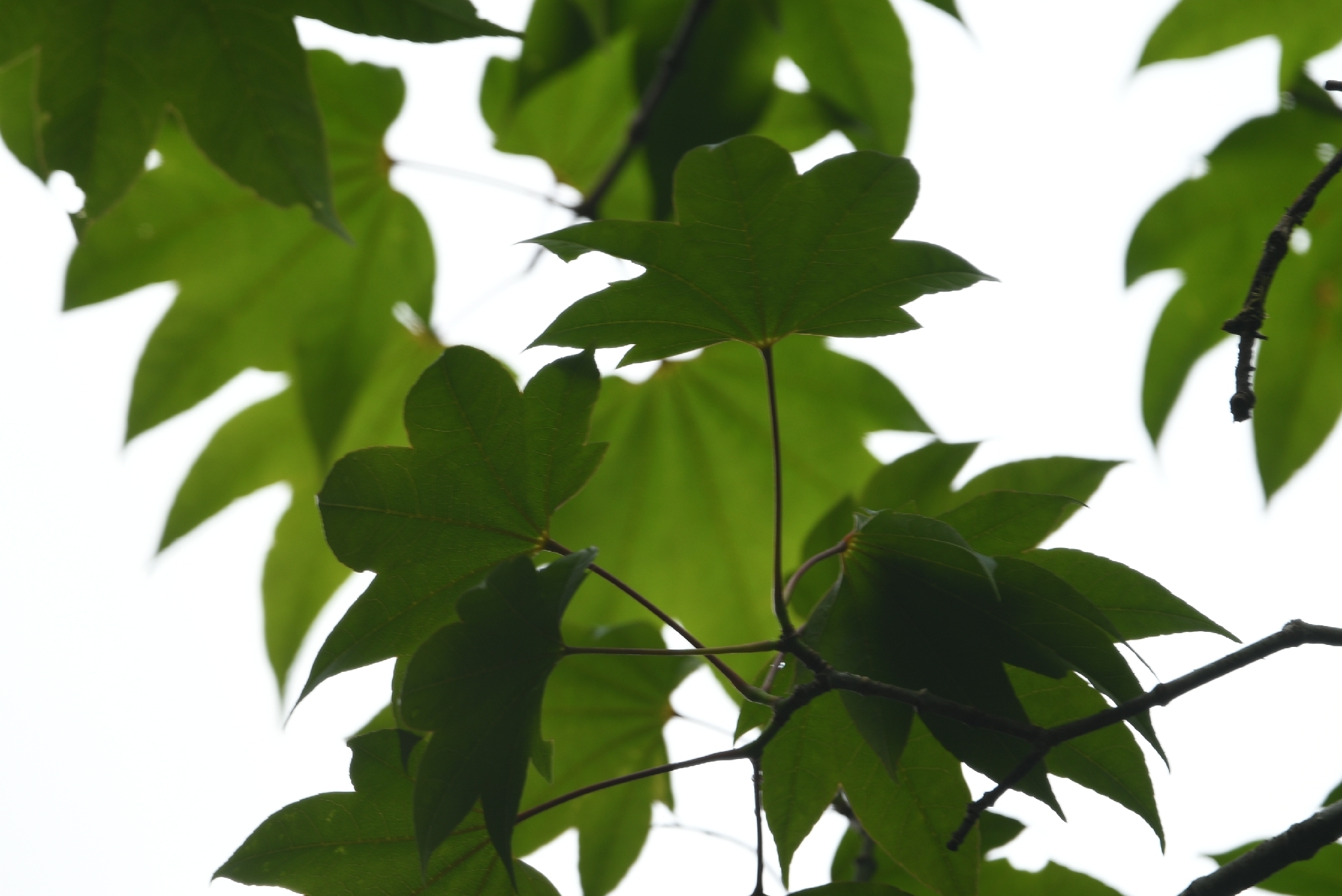 Acer campbellii — ảnh 2