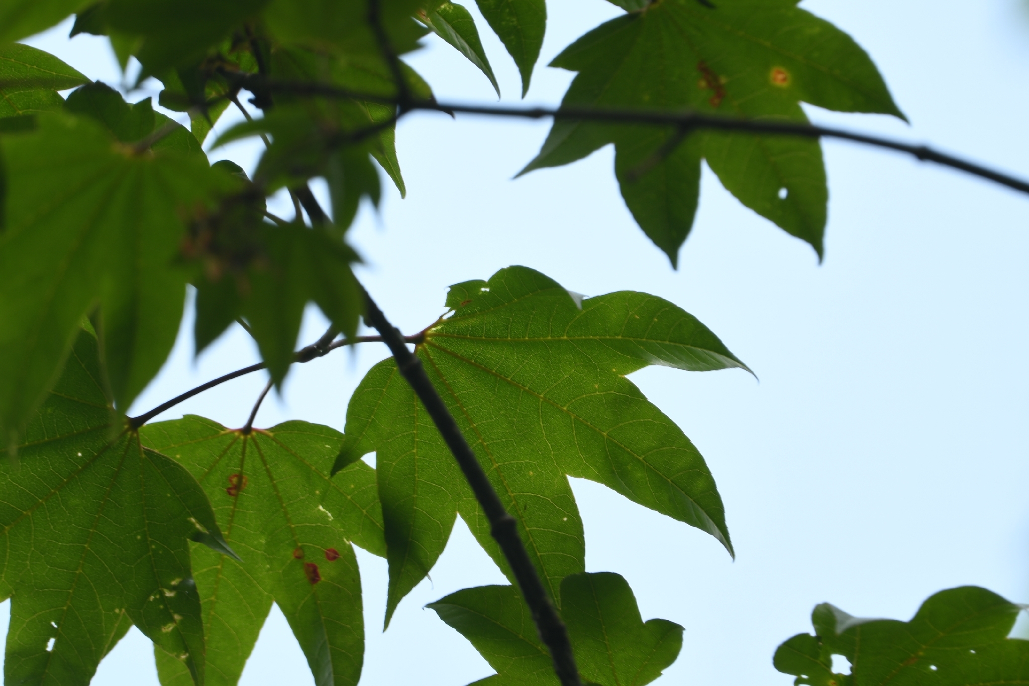 Acer campbellii — ảnh 3