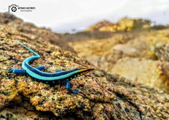 Trachylepis laevis