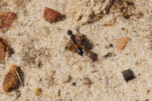 Photo of Banded Sugar Ant (Camponotus consobrinus)