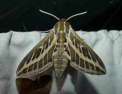 Hyles livornicoides