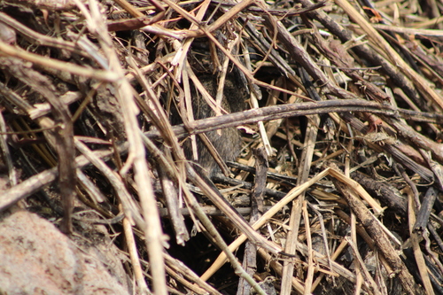 White-eared Cotton Rat (Sigmodon leucotis)