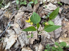 Viola tripartita