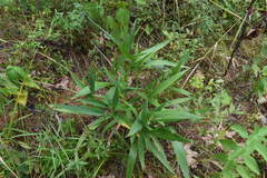 Dichanthelium xanthophysum