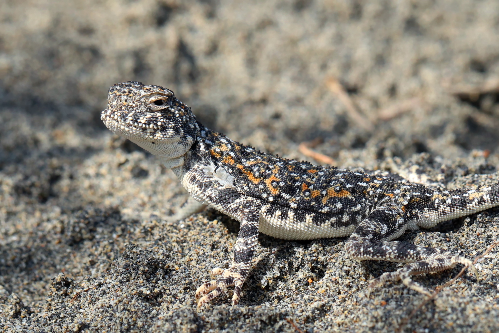 Phrynocephalus kangsuensis