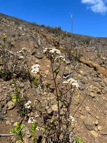 Ageratina adenophora observed 2026-04-20