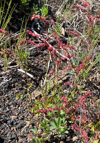 Rumex acetosella observed 2026-04-20