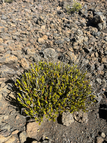 Silene struthioloides observed 2026-04-20