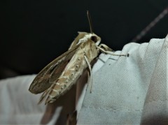 Hyles livornicoides