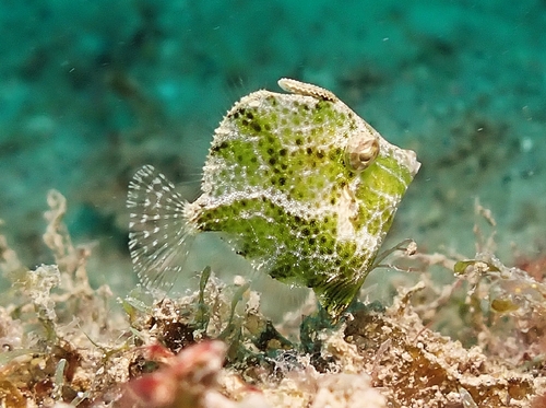 Diamond filefish (Rudarius excelsus) — Monacanthidae — 3