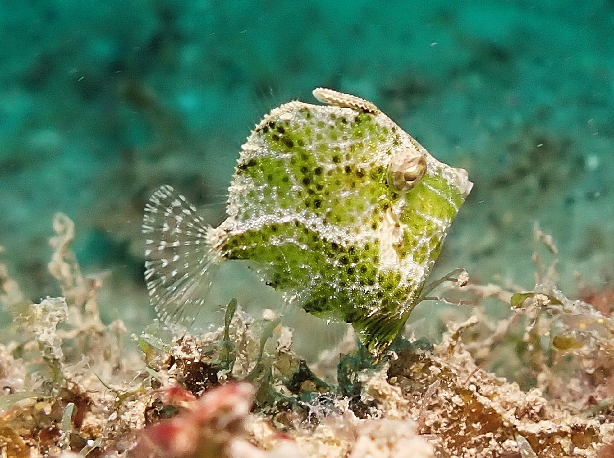 Diamond Leatherjacket photo 4