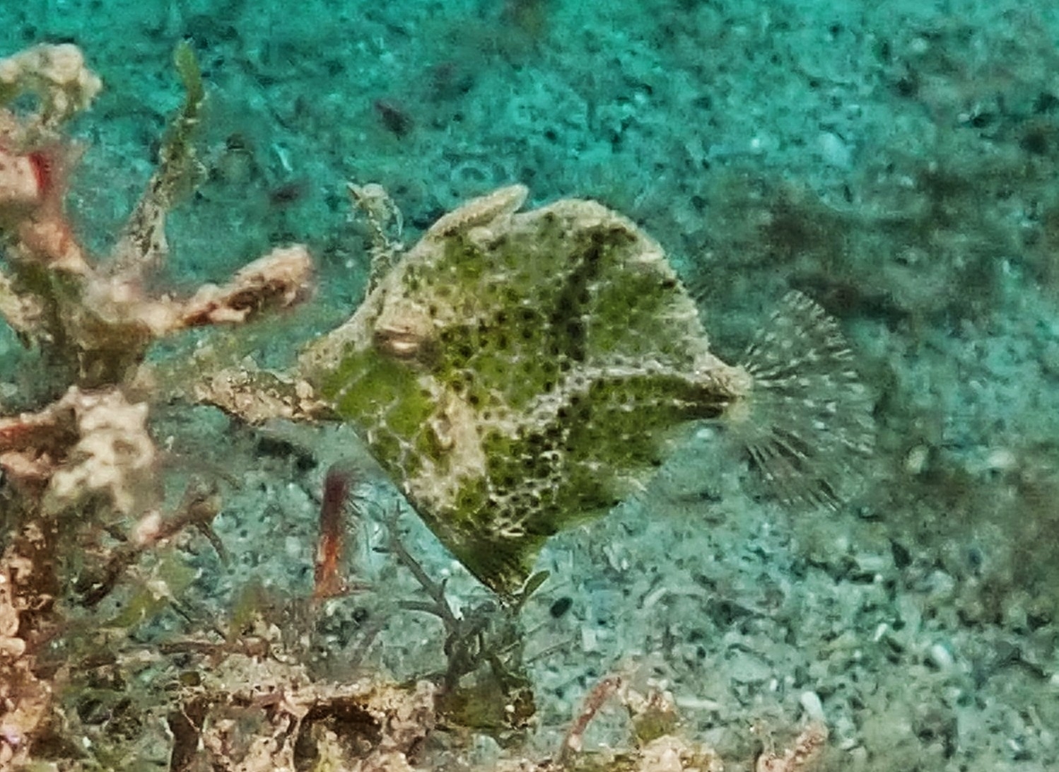 Diamond Leatherjacket photo 5