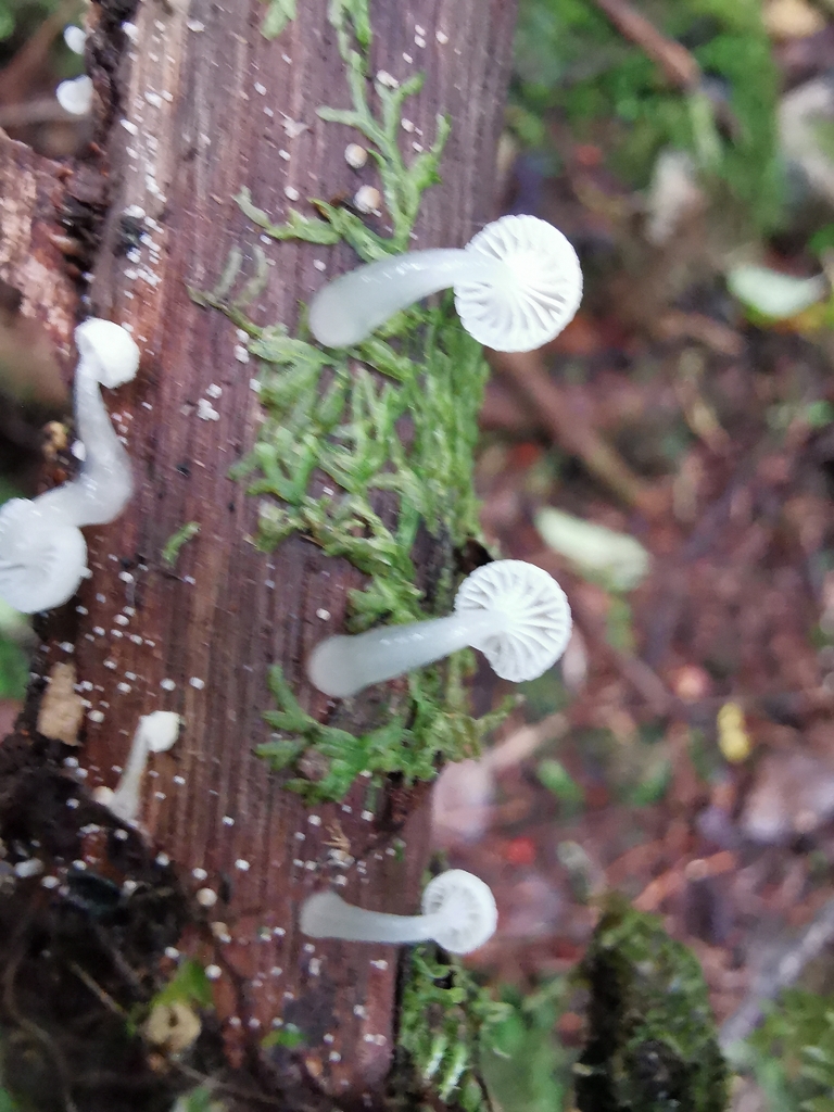Roridomyces austrororidus · April 2026 · photo: © luisa5719 (iNaturalist, cc-by)