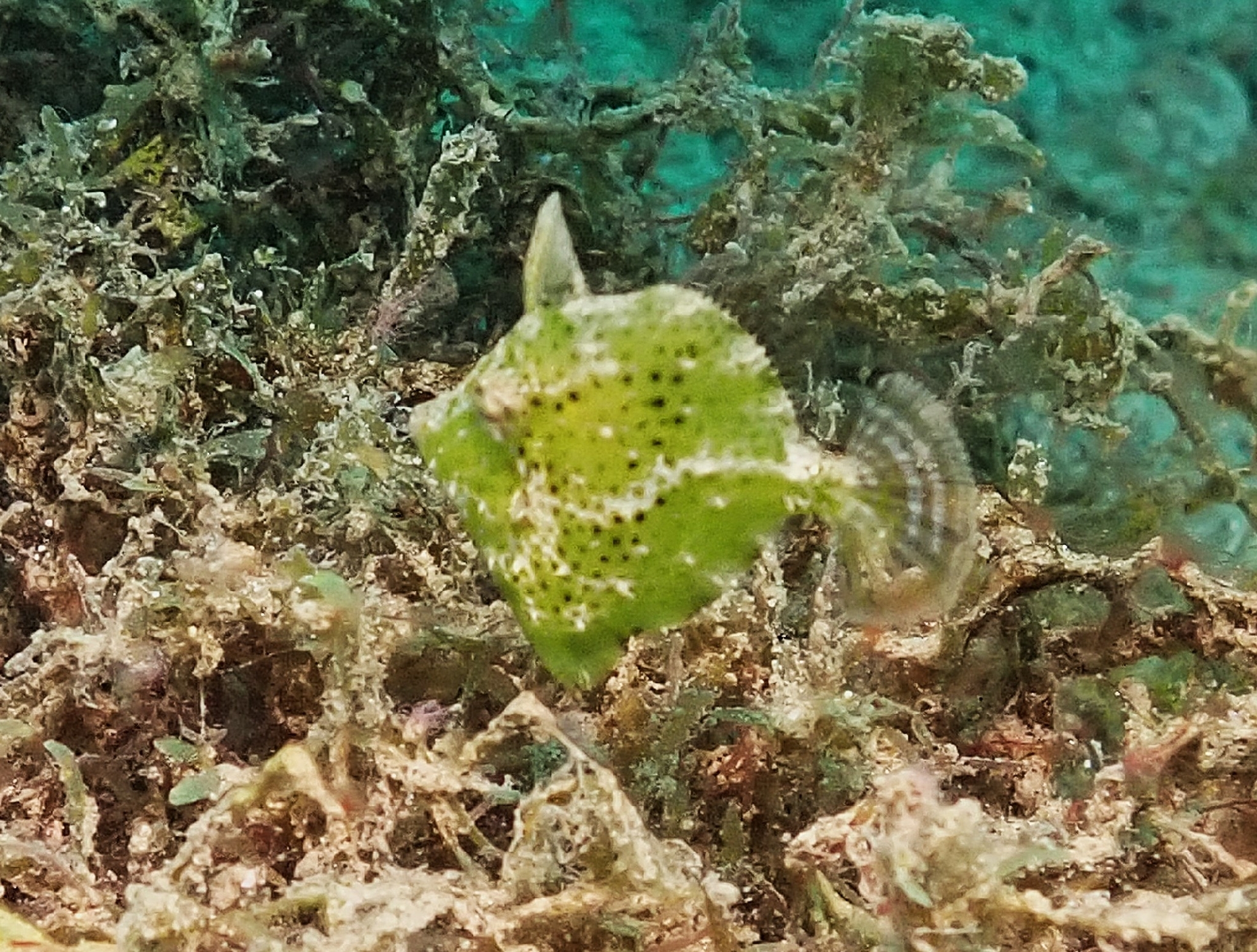 Diamond Leatherjacket photo 6